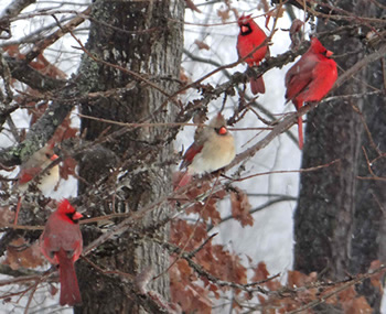 Included in the Earth Month activities is a photo contest aimed at capturing the natural world. The photo above is from an entry by Debra Wooding titled 